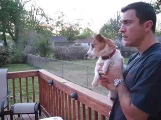 Jack Russell completely loses it when you mention "squirrels"
