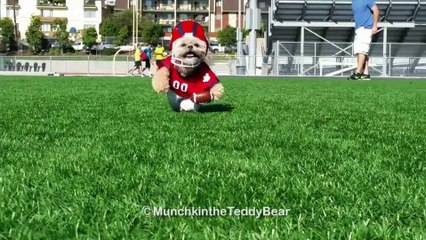 Munchkin the Teddy Bear plays football