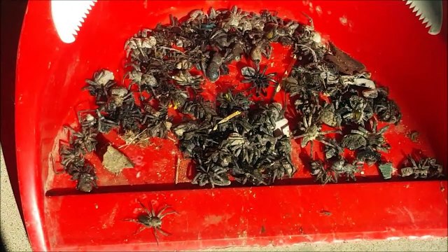 Rising lake levels cause spider infestation in Australian home