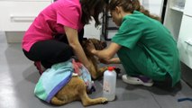 Severely traumatized dog makes astonishing recovery