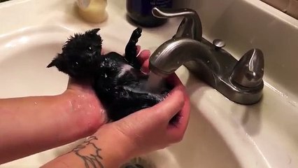 La padrona lo obbliga a fare il bagnetto. Ecco la sua dolce reazione.