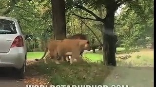 Wasn't Ready: Baby Vomits All Over Mom After Seeing Lions! Ne