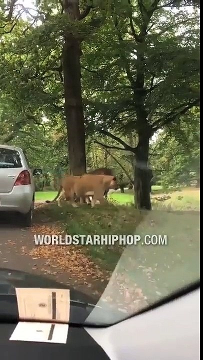 Wasn't Ready: Baby Vomits All Over Mom After Seeing Lions! Ne