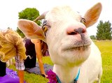 Workout with Goats: 3 Fun New Ways to Get Fit