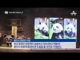 ‘시진핑 선물’ 中 판다, 관람객 맞이 준비 중_채널A_뉴스TOP10