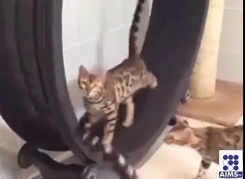 بلیوں کی ورزش اتنی مہارت کے ساتھ آپ بھی دیکھ کر حیران رہ جائیں