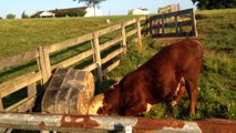 Cute Cow Plays With Bucket