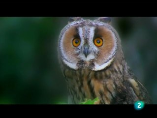 EL BÚHO REAL - AL CAER EL SOL - DOCUMENTAL