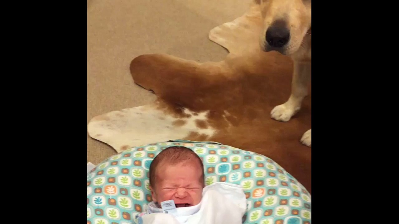 Labrador stops newborn baby from crying