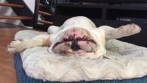 Completely relaxed bulldog sleeps like a king