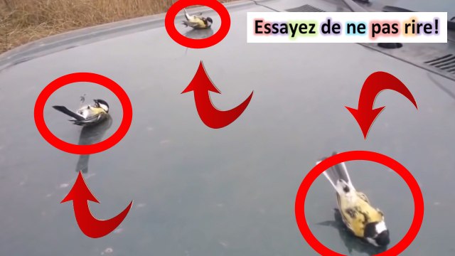 Meilleures videos du net #72 [NOUVEAU] compilations chutes compilation chutes compilation de chutes chutes compile gag
