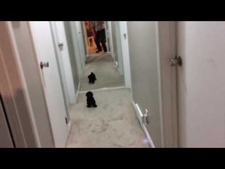 Puppy Freaks Out Upon Seeing Himself in Mirror