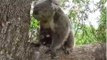Cute Koala Twins Can't Leave Their Mum in Peace