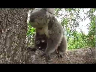 Cute Koala Twins Can't Leave Their Mum in Peace