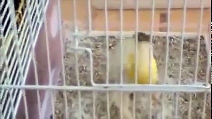 Ternak Kenari - Tutorial Cara Ternak Kenari Terbaru 2016