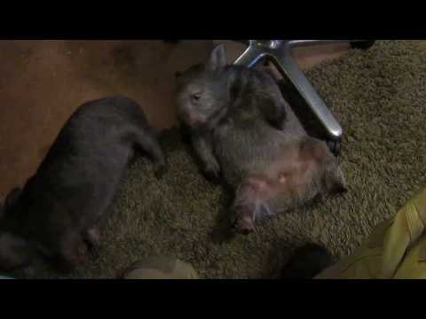 Wombat Simply Can't Be Bothered in This Heat