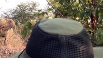 ▶ Scary ! Elephant Charge Hikers on a Walking Safari - Kruger National Park