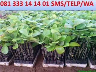 T-SEL 081 333 14 14 01 Dana pendidikan