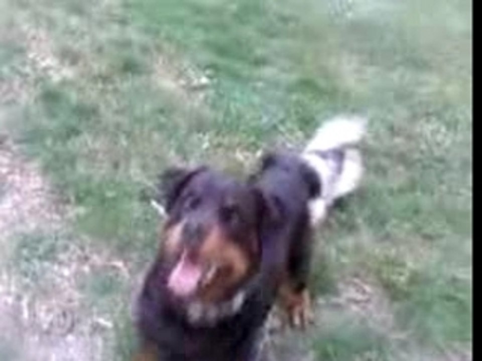 toxyne et les petits fauves