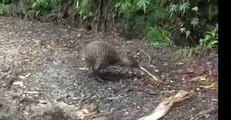 Shy Kiwi Spotted During Daylight in Rare Sighting