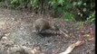 Shy Kiwi Spotted During Daylight in Rare Sighting