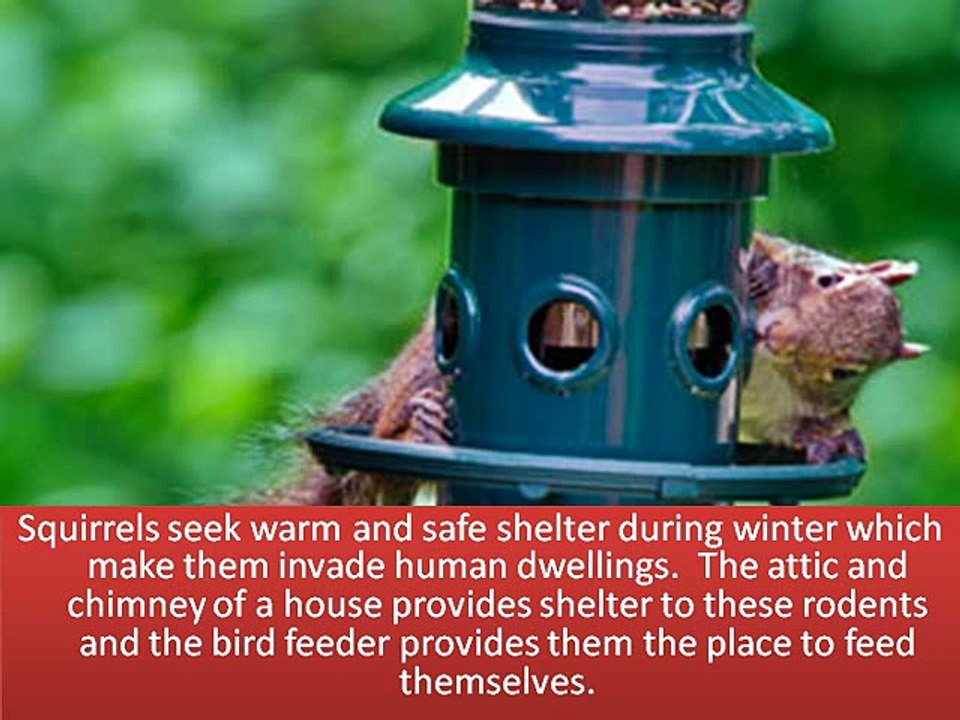 Squirrel Pest Control Methods