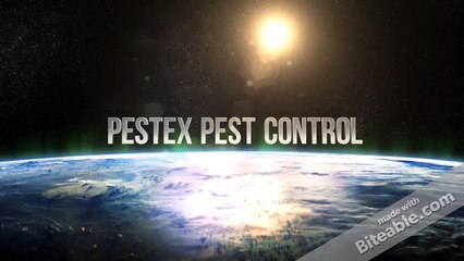 Pest Control Burlington Ontario Pestex Pest Control