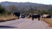 Rude Safari Guide Spoils Sighting For Visitors - Kruger National Park