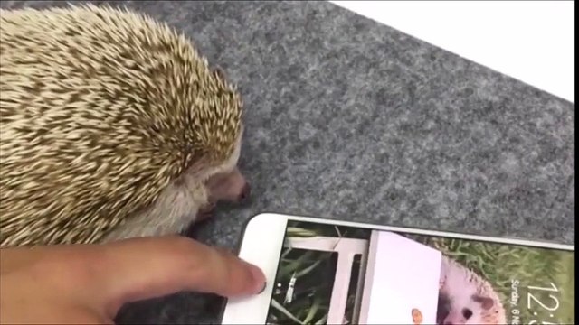 Les hérissons peuvent dévérouiller les iPhones avec leurs pattes !