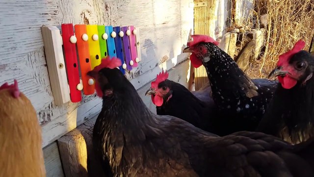 Des poules jouent de la musique sur un Xylophone avec leurs becs