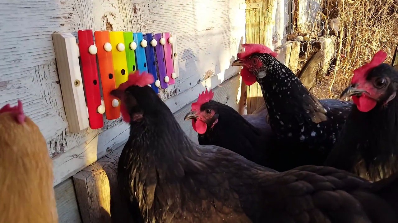 Des poules jouent de la musique sur un Xylophone avec leurs becs