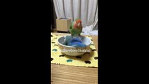 2 perroquets prennent un bon bain dans un bol d'eau !