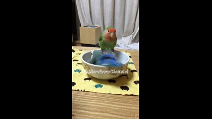 2 perroquets prennent un bon bain dans un bol d'eau !