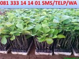 T-SEL 081 333 14 14 01 Perkebunan Jabon