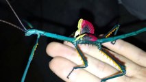 Cet insecte est magnifique et magique !