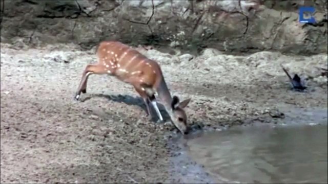 Reflexe de survie incroyable d'une biche face à un crocodile