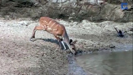 Reflexe de survie incroyable d'une biche face à un crocodile