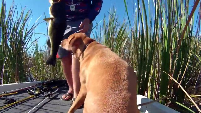 Ce pecheur a choppé le poisson de sa vie! Un black bass énorme