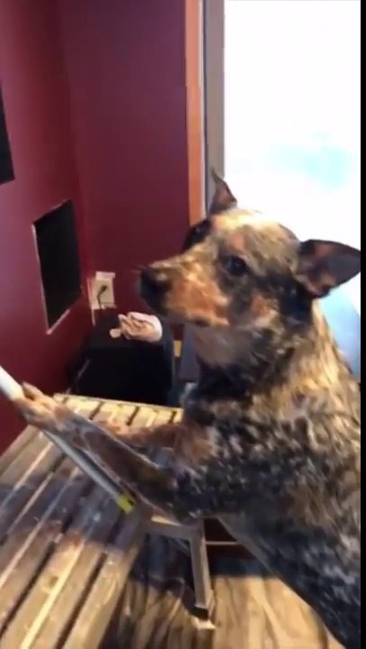 Mannequin Challenge remporté par ce chien !