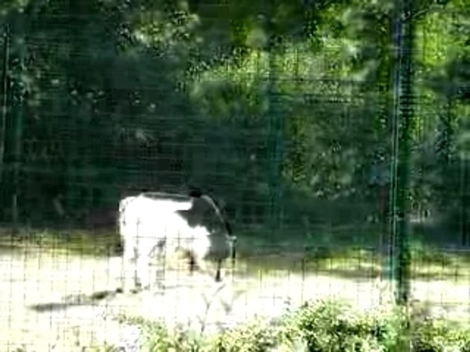 Zoo de vincennes 017