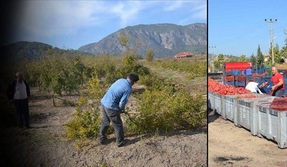 Muğla'da çiftçiler ağaçları söküyor