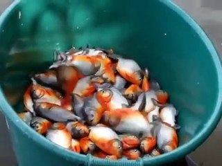 Fishing For Flesh Eating Piranha in Brazil