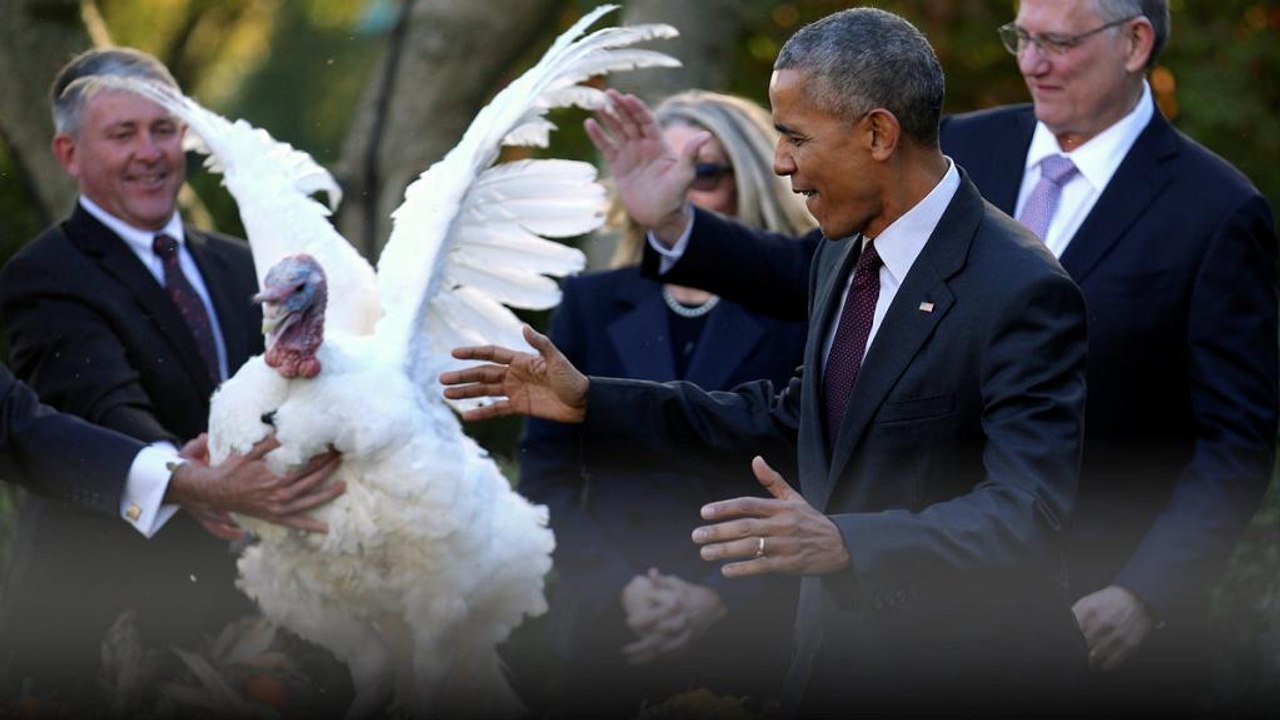 Letztes Thanksgiving im Weißen Haus für Obama: Truthahn begnadigt ...