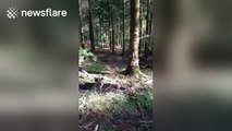 Dog fails to jump over fallen tree