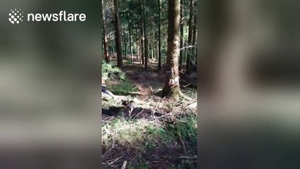 Dog fails to jump over fallen tree