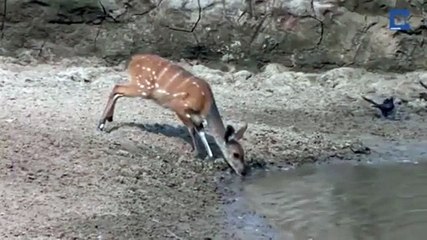 Une biche a un réflexe génial qui lui sauve la vie