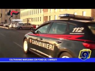 Coltivavano marijuana con fondi Ue, 5 arresti