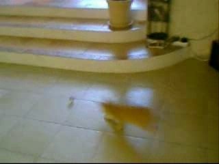 Titou - Un Chaton Pas comme les autres...