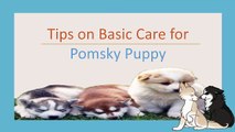 Follow Basic Caring Tips for Pomsky Puppies