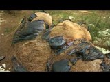 Report TV - Masakër në pyllin e Sodës, priten pishat e mbushet me mbeturina